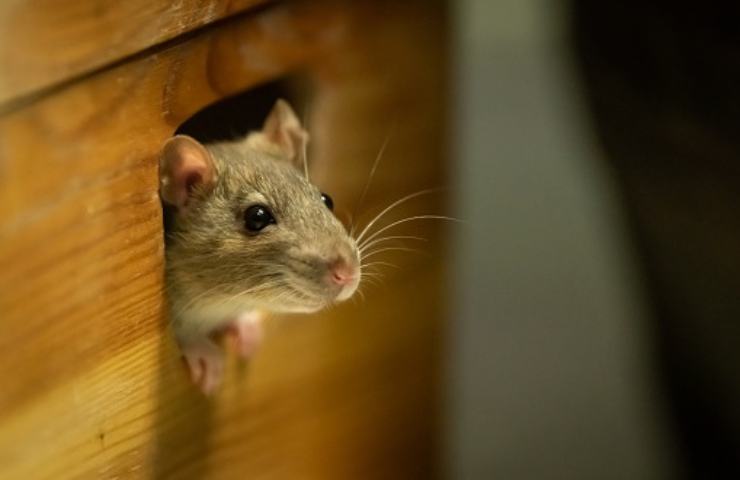 Un topolino fa capolino da una parete in legno