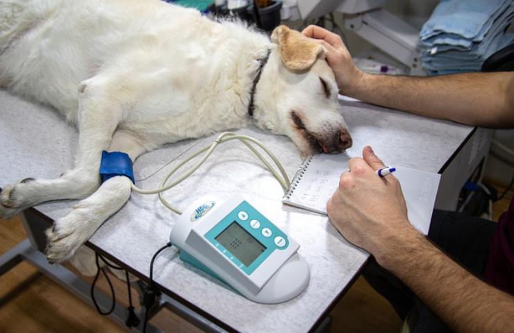 che malattie può attaccare un cane