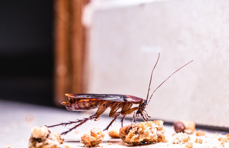 Una blatta assale del cibo in casa