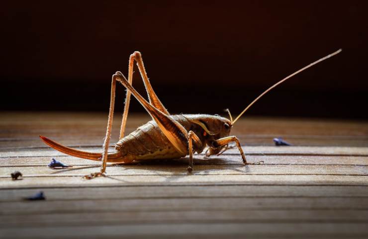 Una cavalletta in ambiente domestico