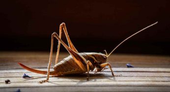 Grilli e cavallette: 4 rimedi naturali per tenerli lontani
