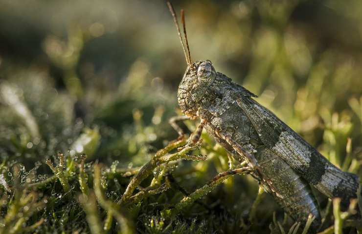 Una cavalletta in primo piano