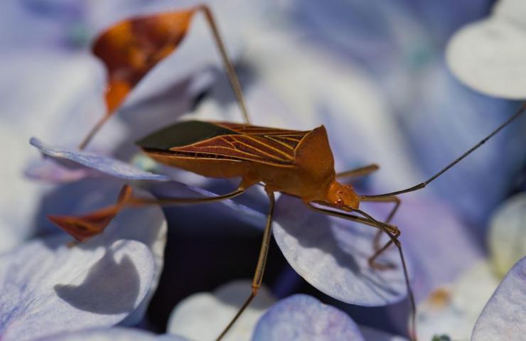 Una cimice in primo piano