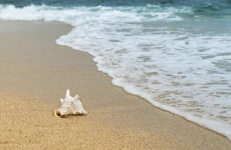 Una conchiglia sulla riva di una spiaggia