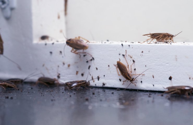 Una infestazione di blatte in corso