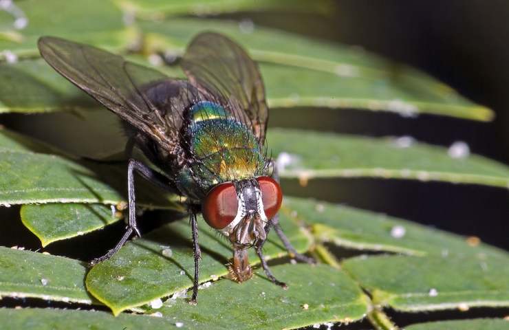 Una mosca vista in primo piano