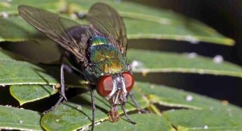 Mosche, non sottovalutatele: cosa può accadere se toccano cibi