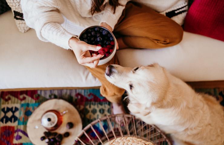 cani possono mangiare la frutta? 