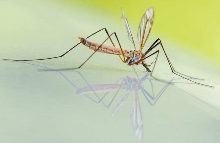 Una zanzara in primissimo piano