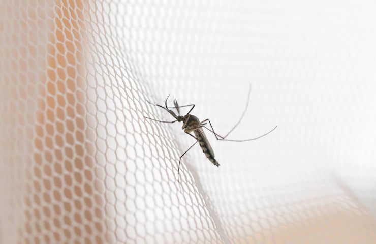 Una zanzara su un reticolo