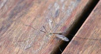 Questa pianta è anti zanzare e allontana anche altri insetti