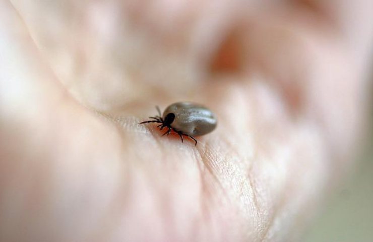 zecca altro pericolo per i capelli