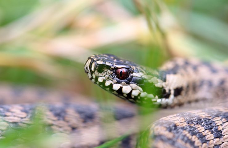 Vipera in giardino cosa fare 