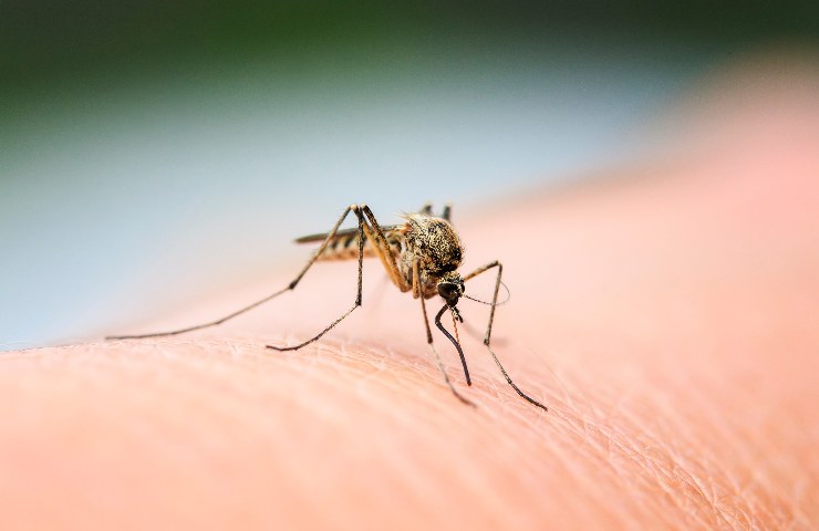 West Nile trasmessa dalle zanzare