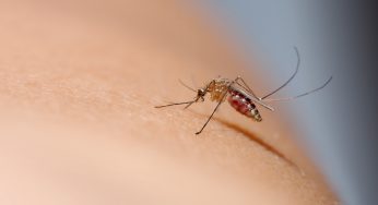Mettete questo su balconi e terrazzi: allontanerà le zanzare