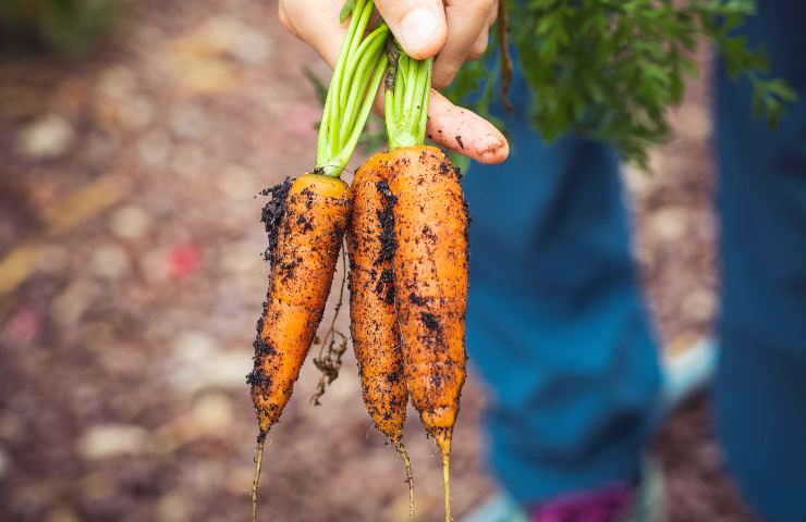 Agricoltura sociale modello per superare crisi