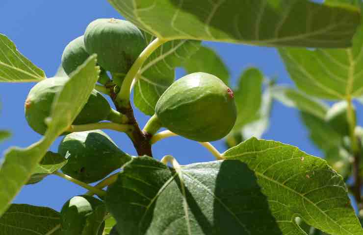 come piantare albero fico agosto