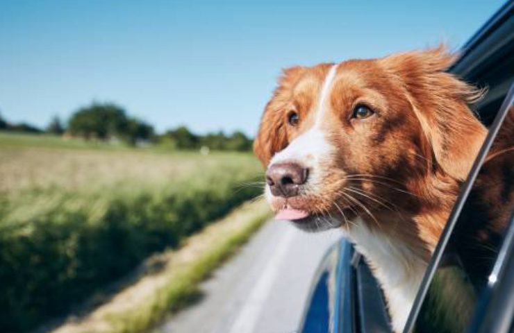 Cane in vacanza