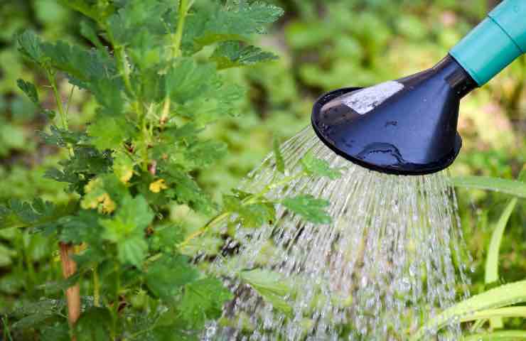 annaffiare orti giardini chi rischia multa 