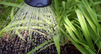 Orto e giardino, trucchi per annaffiare risparmiando acqua