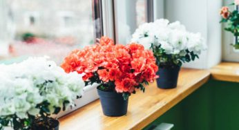 Queste piante purificano l’aria di casa: sono ideali