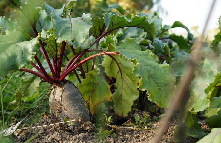 come conservare radici e tuberi nel frigorifero