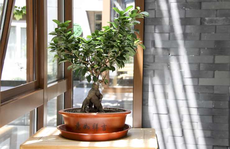 bonsai ogni quanto rinvaso