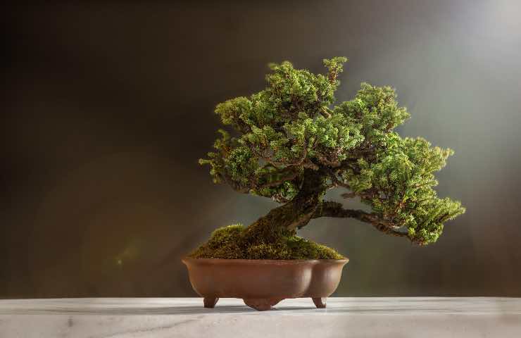 bonsai ogni quanto rinvaso