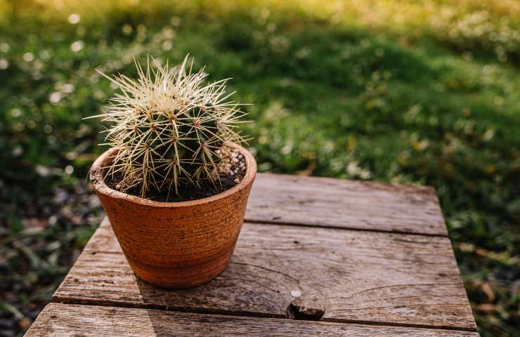 quando e come rinvasare cactus