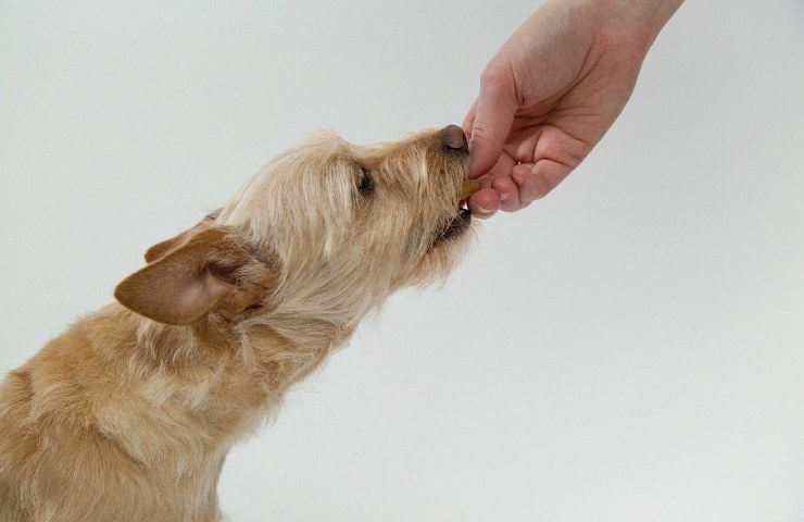 cane mangia mozzarella