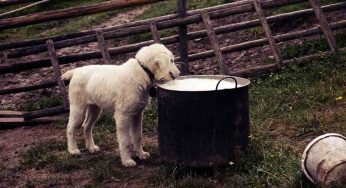 Questi cani non possono mangiare mozzarella: rischiano grosso