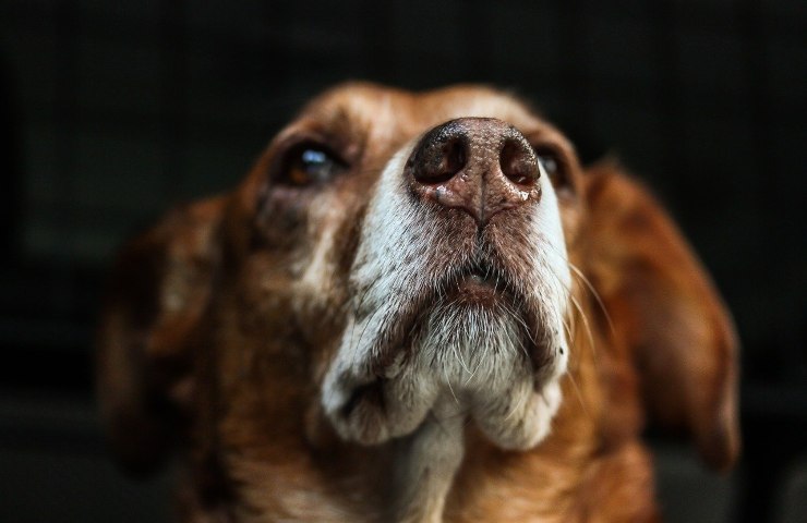 risarcimento cane abbaia troppo