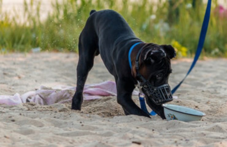 cane in spiaggia con museruola