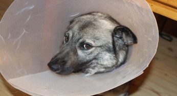 Un lavoratore può chiedere un permesso retribuito se il suo cane è malato?