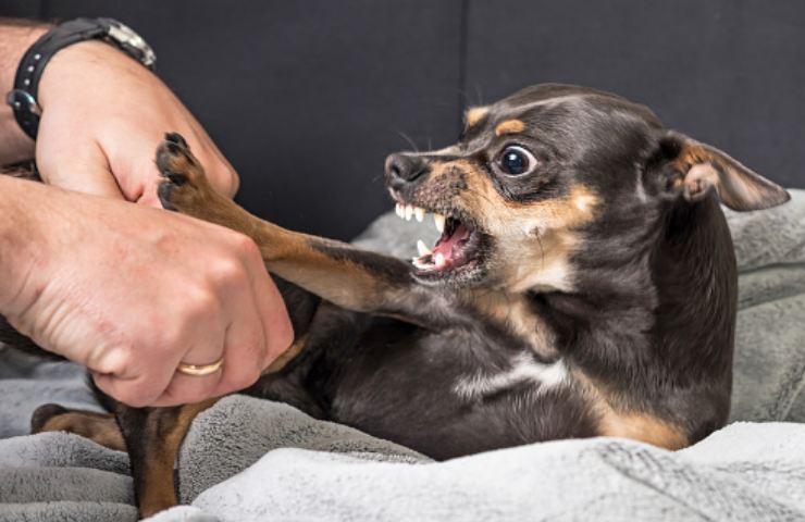 cane può odiare una persona?