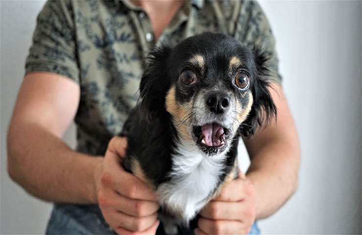 fuochi d'artificio proteggere cani spaventati