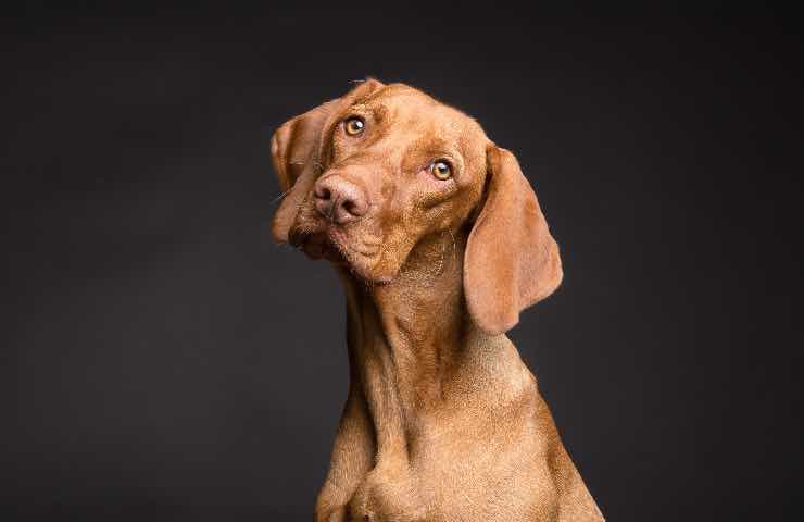 cane scuote la testa cosa significa