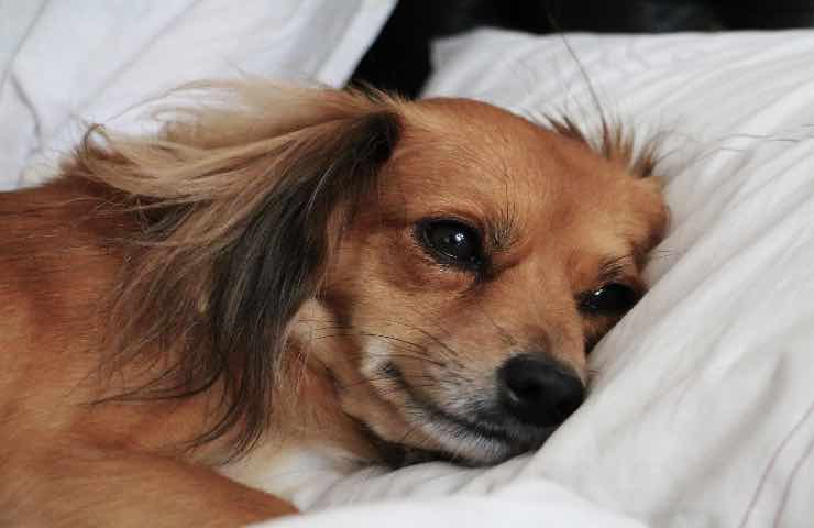 dormire con cane pro contro