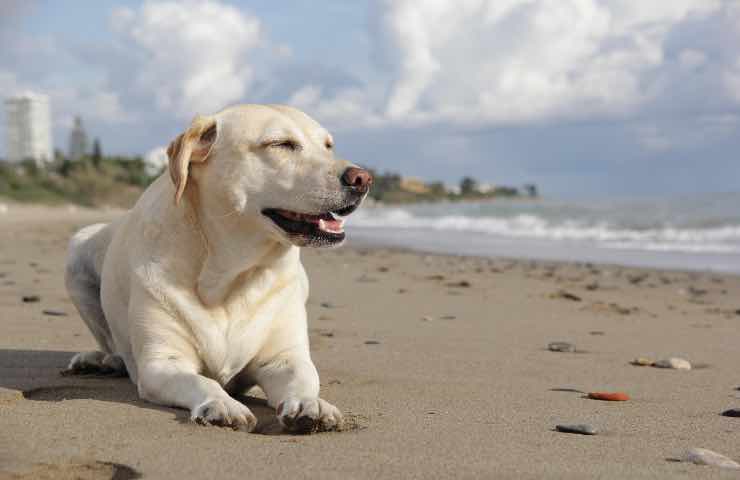 cani spiaggia guinzaglio obbligatorio 