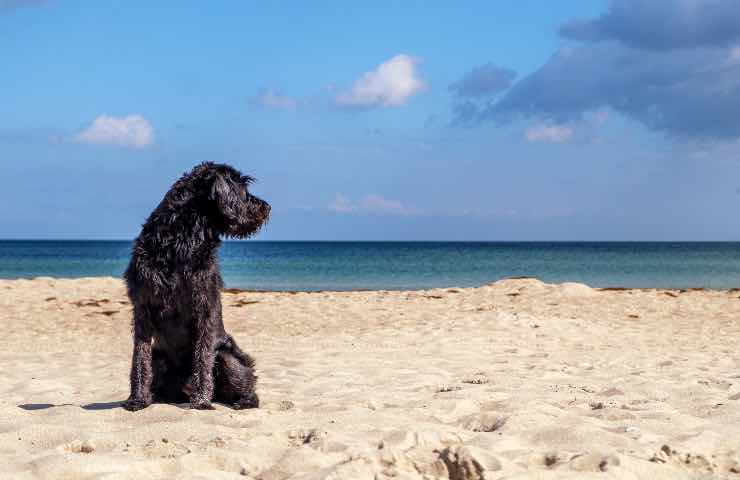 cani spiaggia guinzaglio obbligatorio 