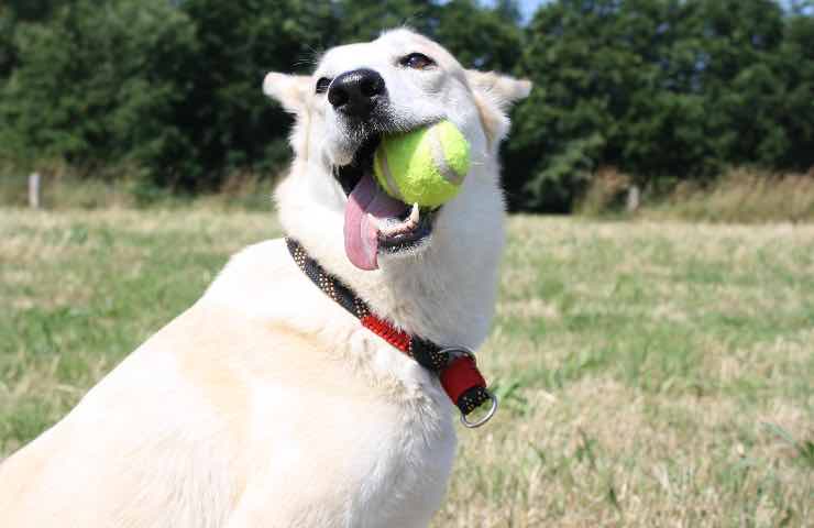 insegnare cane riportare palla