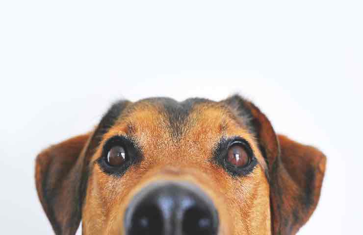 cane naso cola quando preoccuparsi