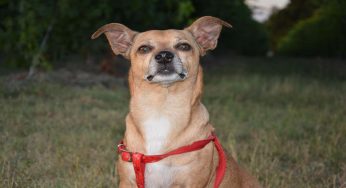 300€ di multa se il tuo cane fa questo di notte