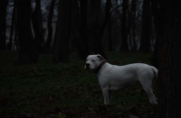 cane abbaia notte multa