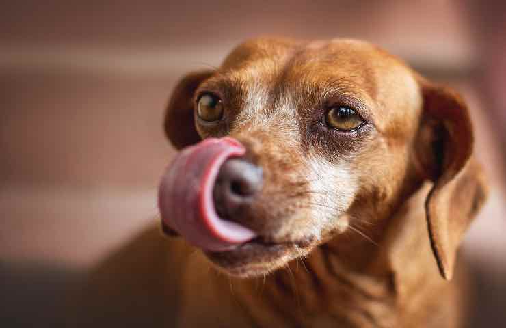 cosa succede cane mangia fagiolini