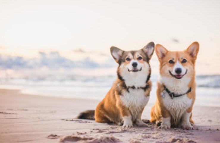 cani in spiaggia coppia
