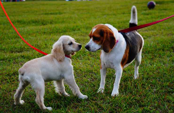 portare cani parco reato