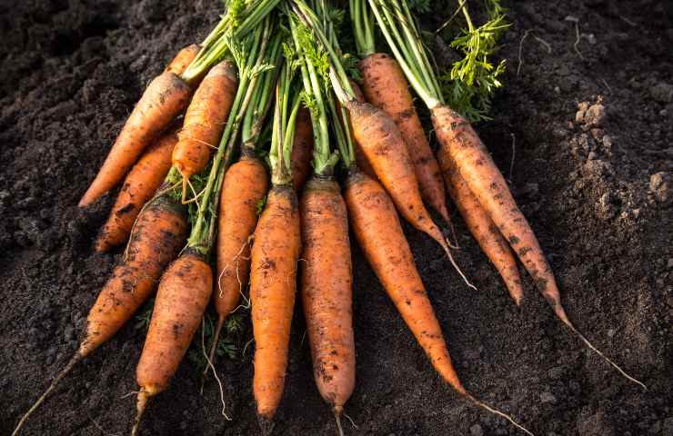 cosa va tolto dalle carote prima di metterla nel frigo