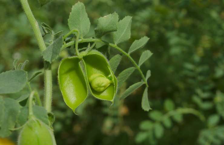 cece il legume che fa bene al colesterolo