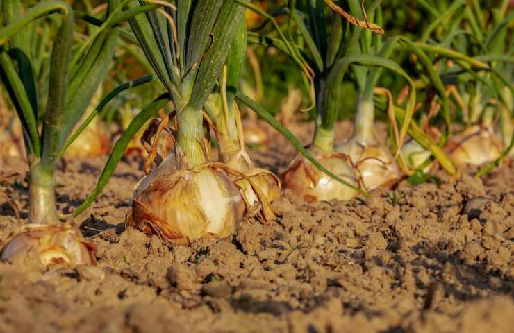 cosa piantare nell'orto ad agosto